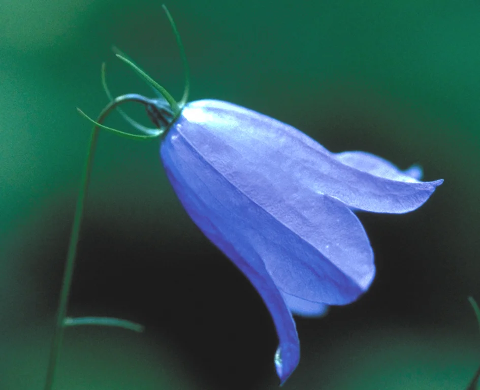 harebell-photo__03554.1366106056.1280.1280.jpg