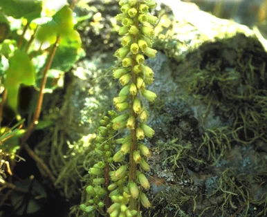 iona-pennywort-photo__42940.1366106264.386.513.jpg