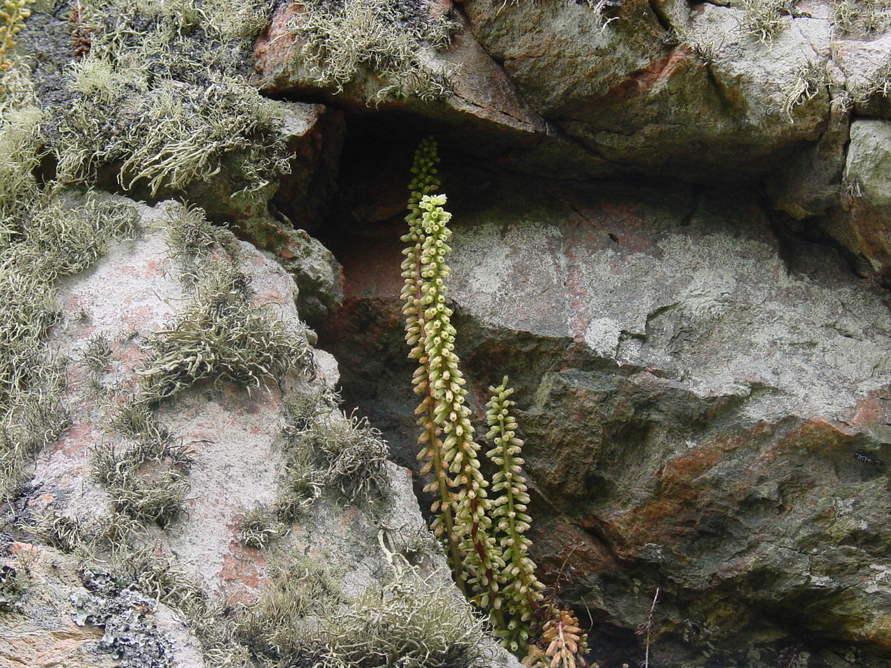 ionapennywort__71487.1375710888.1280.1280.jpg