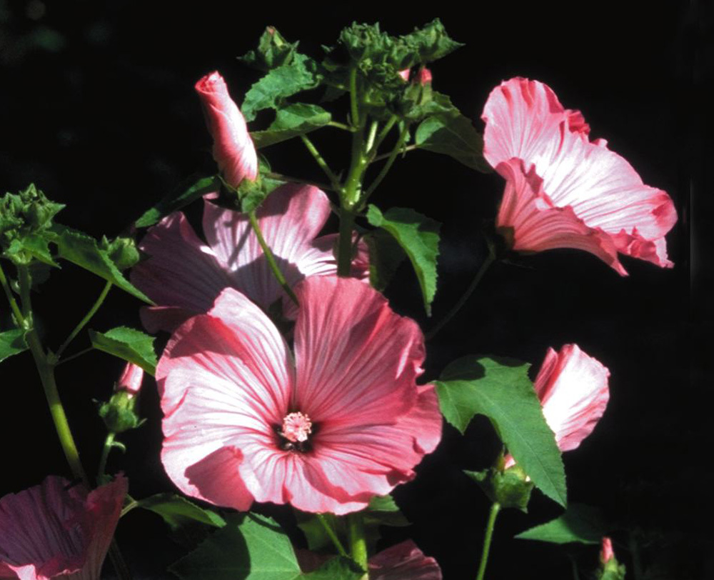 mallow-photo__95146.1366106576.1280.1280.jpg