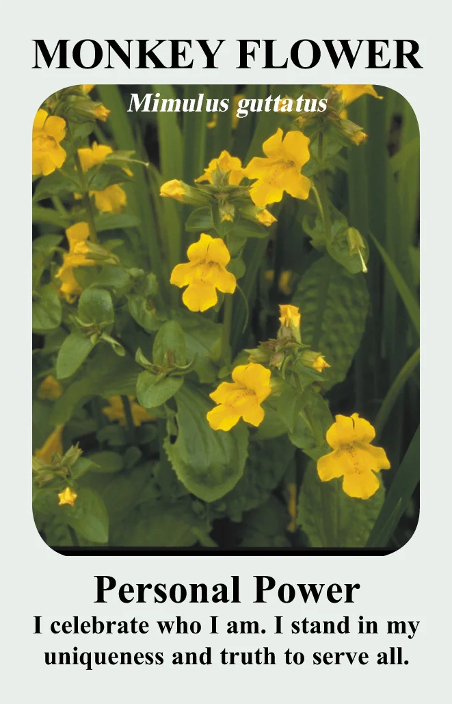 monkey-flowercard__13726.1366106642.1280.1280.jpg