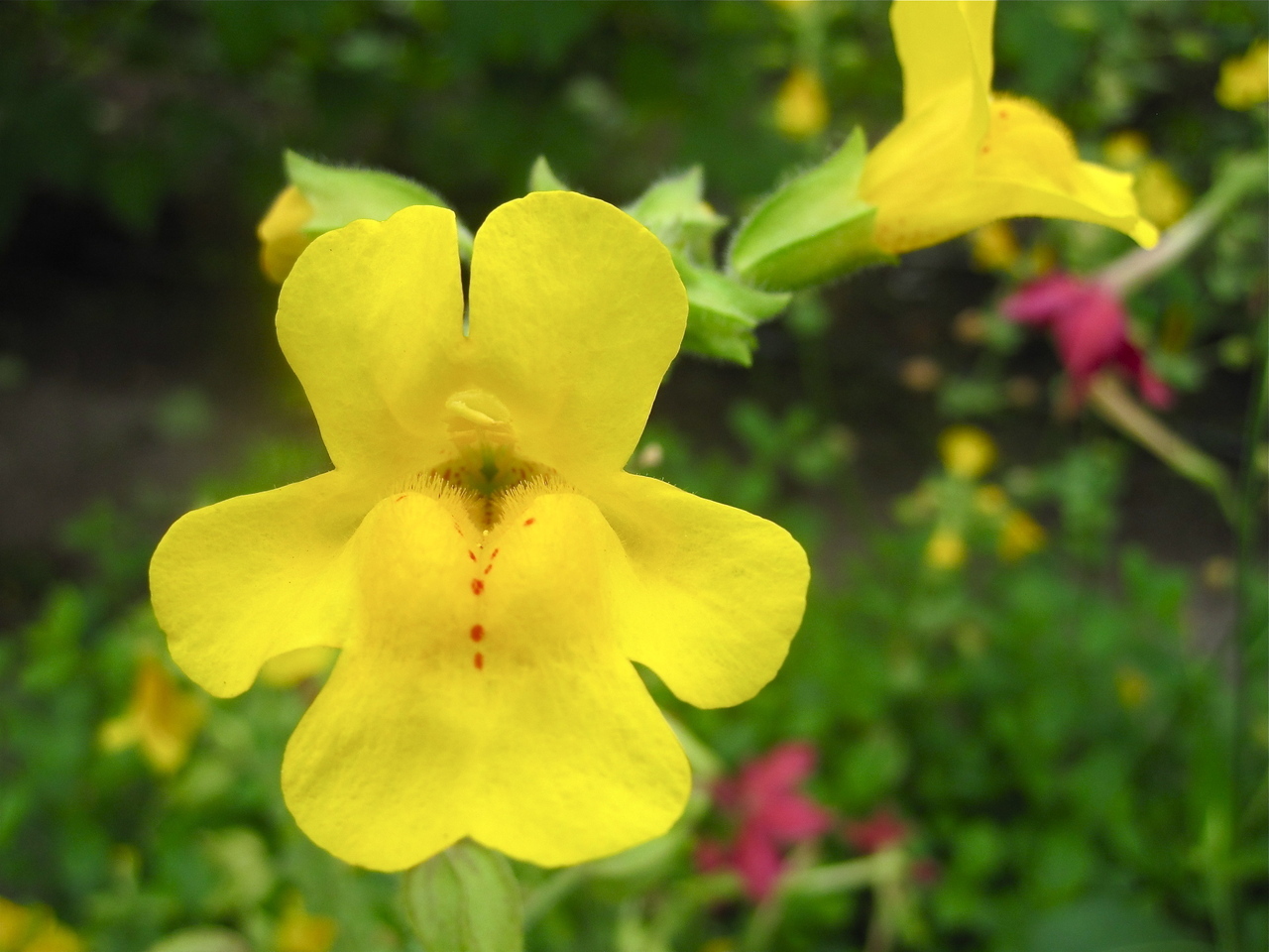 monkeyflower__35101.1375711499.1280.1280.jpg