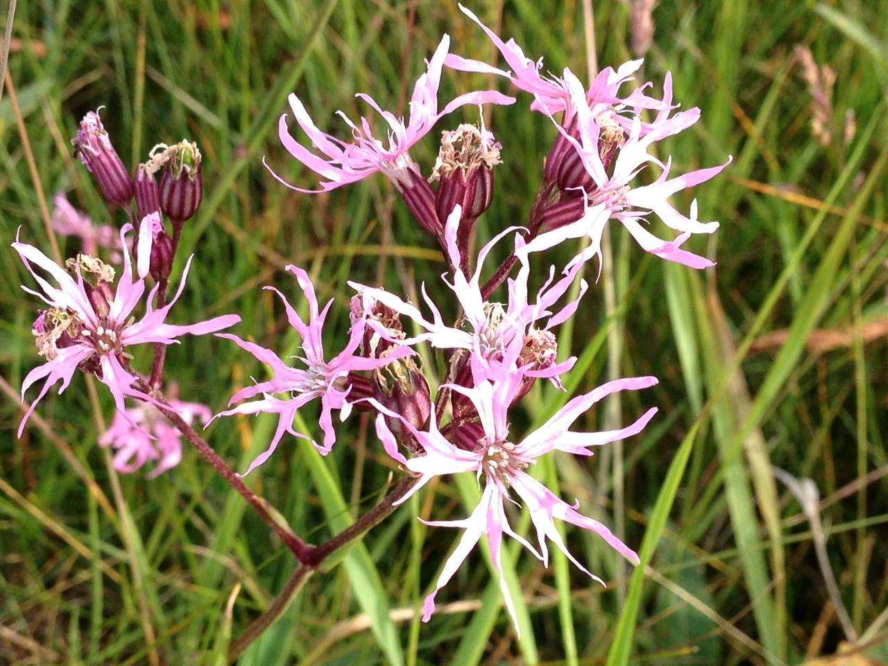 ragged_robin__17163.1375711575.1280.1280.jpeg