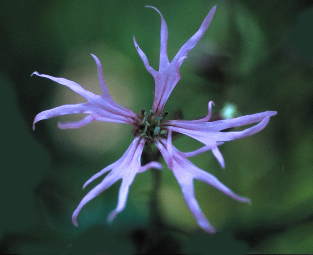 ragged-robin-photo__07872.1366106717.1280.1280.jpg