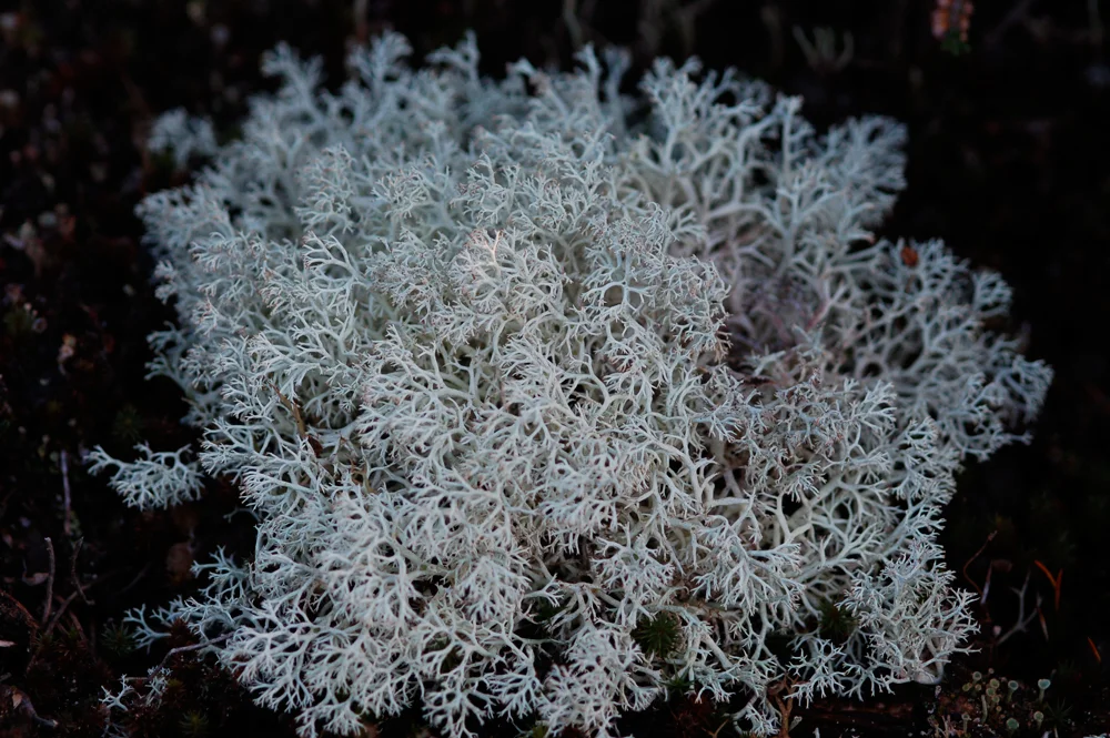 reindeer-lichen-photo__33671.1366106794.1280.1280.jpg