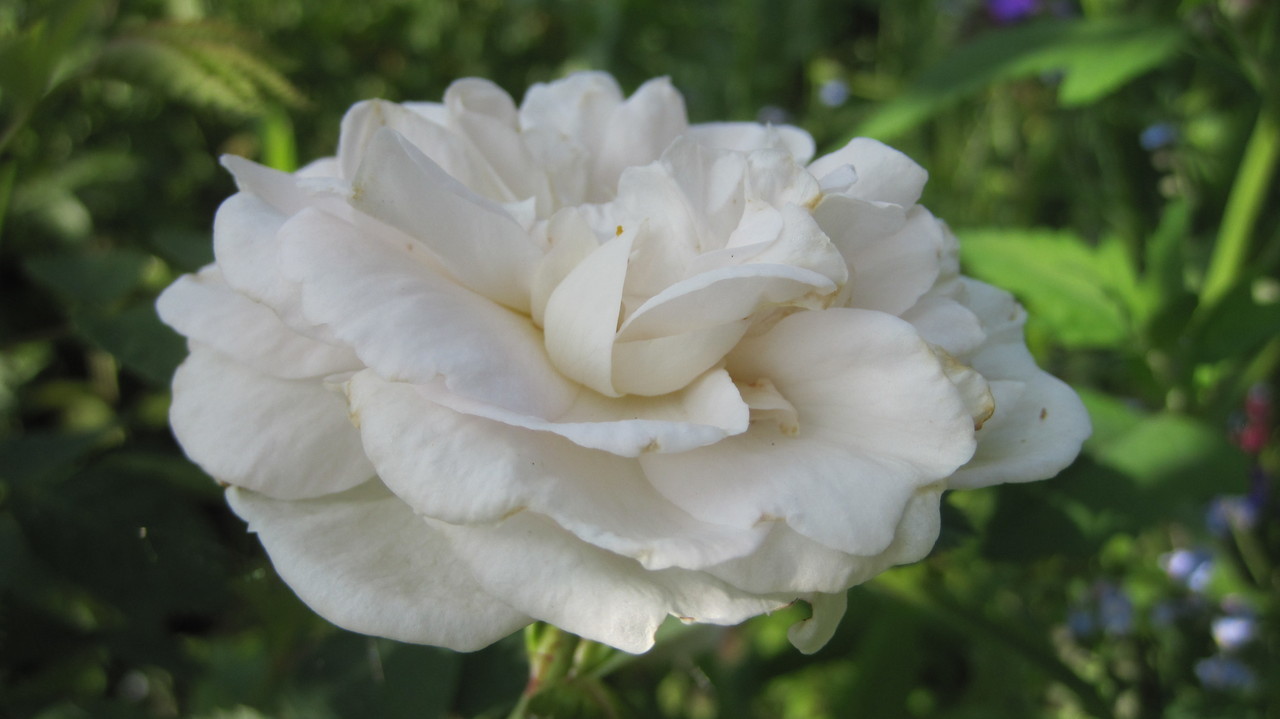 rose_alba__95785.1375711730.1280.1280.jpeg