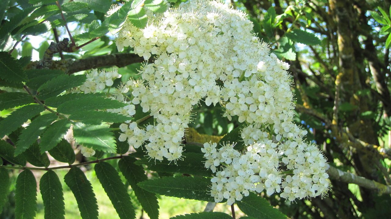 rowan__76282.1375711957.1280.1280.jpeg