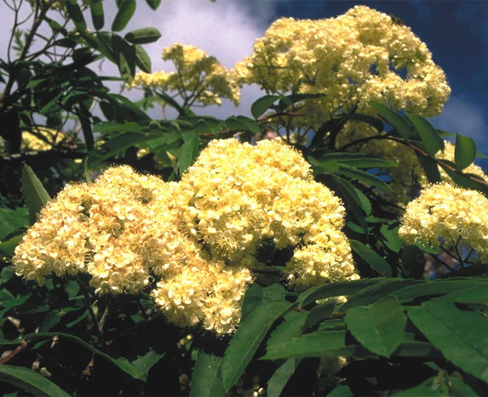 rowan-photo__17523.1366108844.1280.1280.jpg