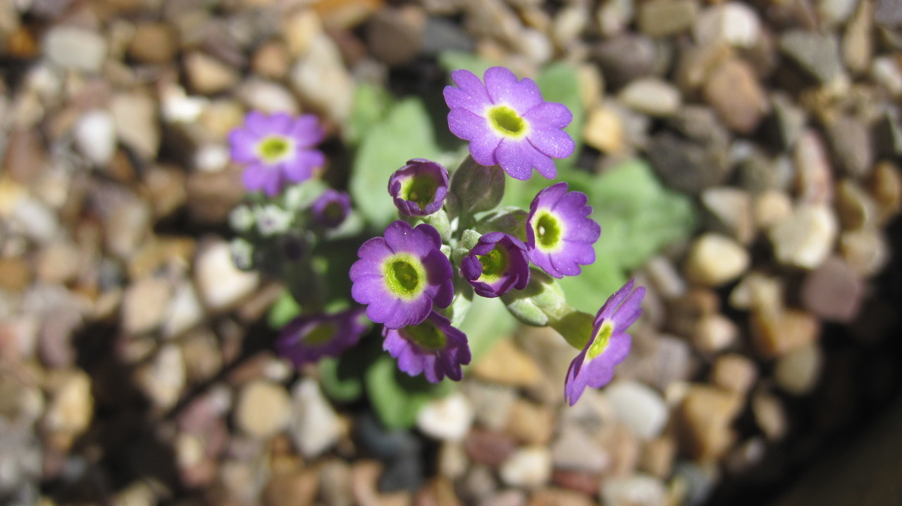 scottish_primrose__81842.1375712194.1280.1280.jpeg