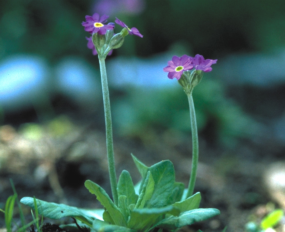 scottish-primrose-photo__94371.1366109077.1280.1280.jpg