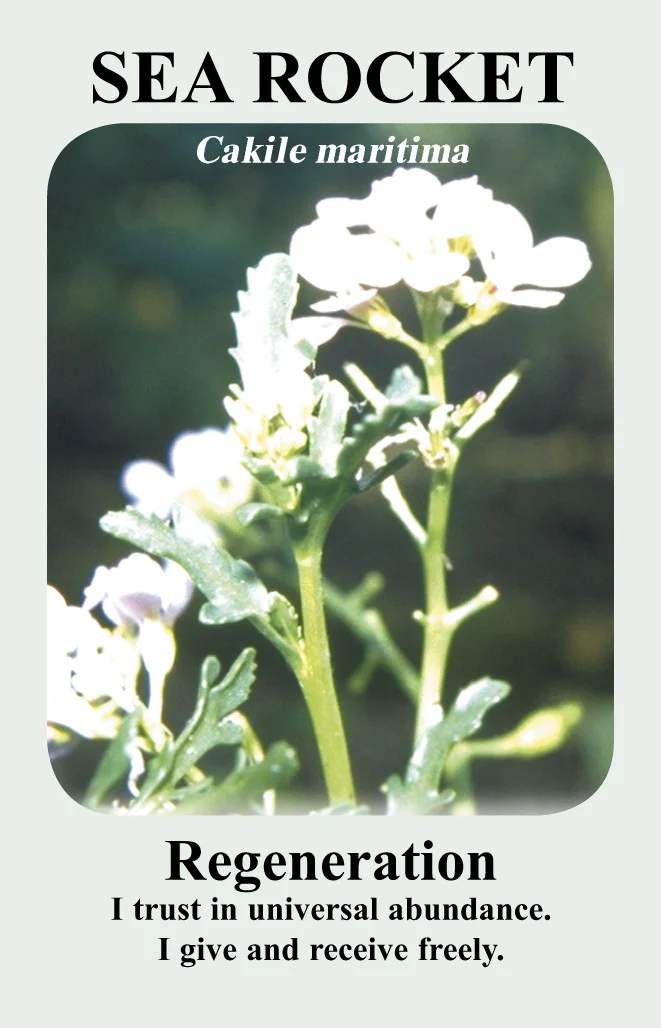 sea-rocket-card__96461.1366109580.1280.1280.jpg