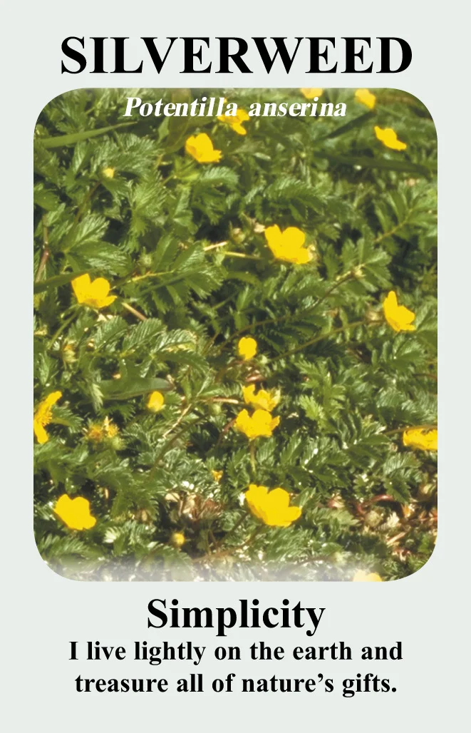 silverweed-card__33898.1366109774.1280.1280.jpg