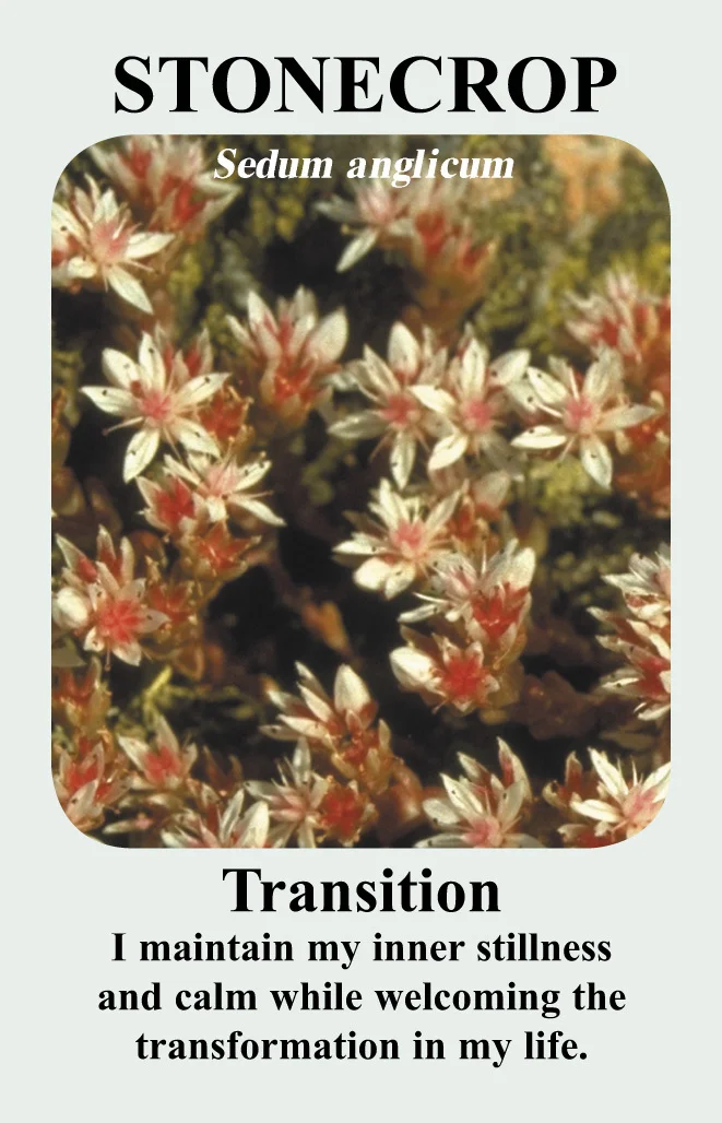 stone-crop-card__09532.1366109932.1280.1280.jpg