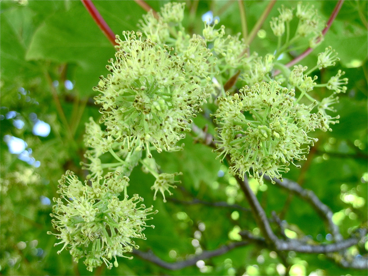 sycamore_close__64913.1375716560.1280.1280.jpg