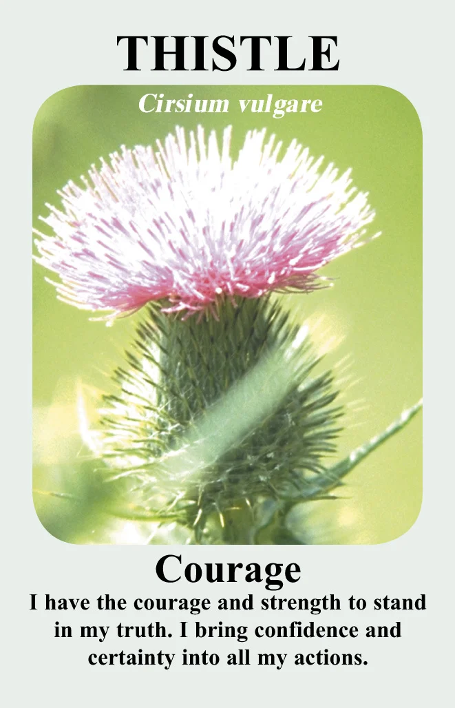 thistle-card__93824.1366110101.1280.1280.jpg