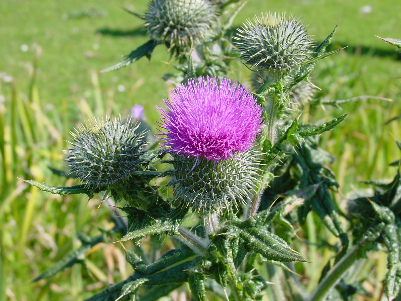 thistle__60142.1375716743.1280.1280.jpg