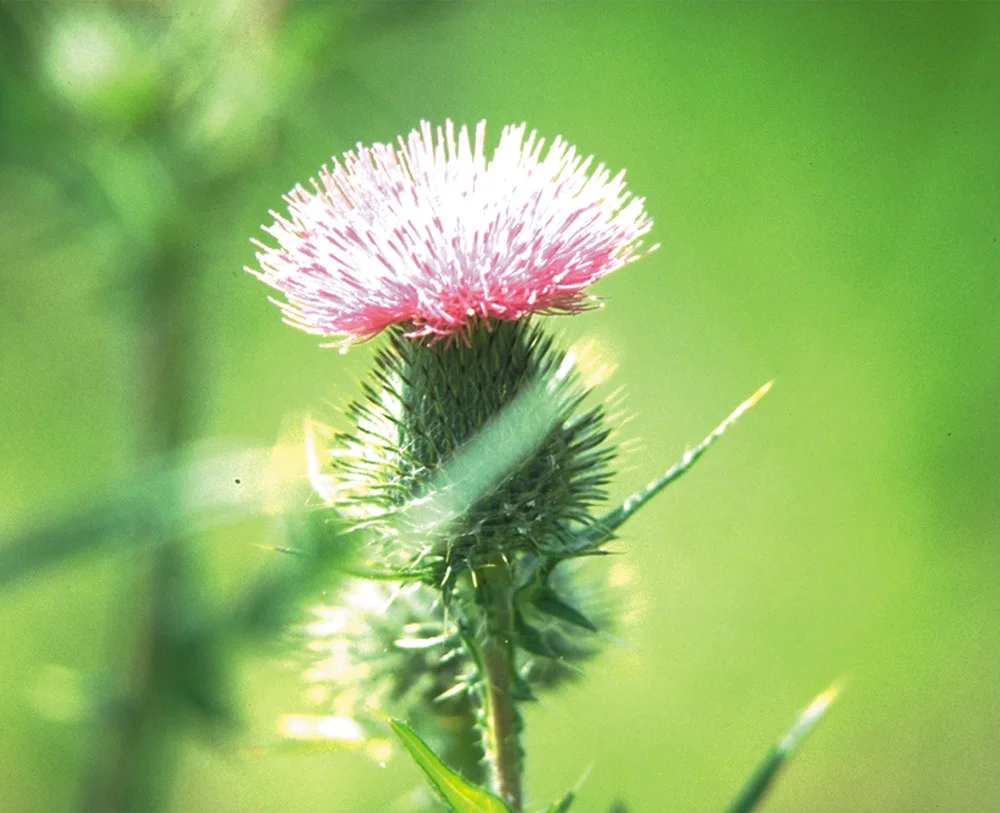 thistle-photo__18907.1366110101.1280.1280.jpg