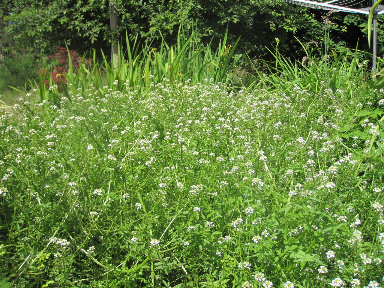 watercress_location__76374.1375716963.1280.1280.jpeg