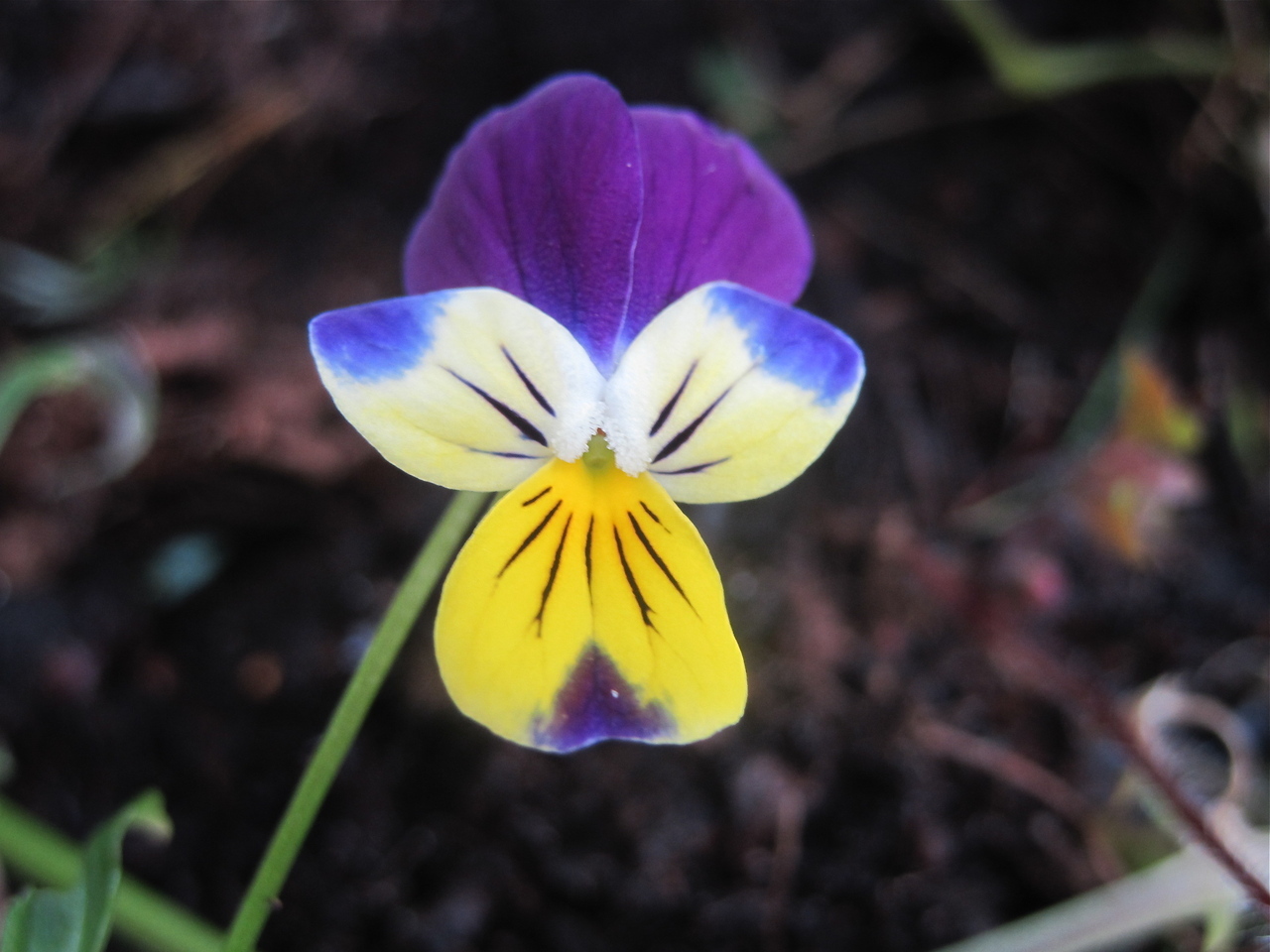 wildpansy__24338.1375717332.1280.1280.jpeg