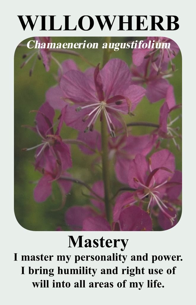 willowherb-card__07578.1366103694.1280.1280.jpg