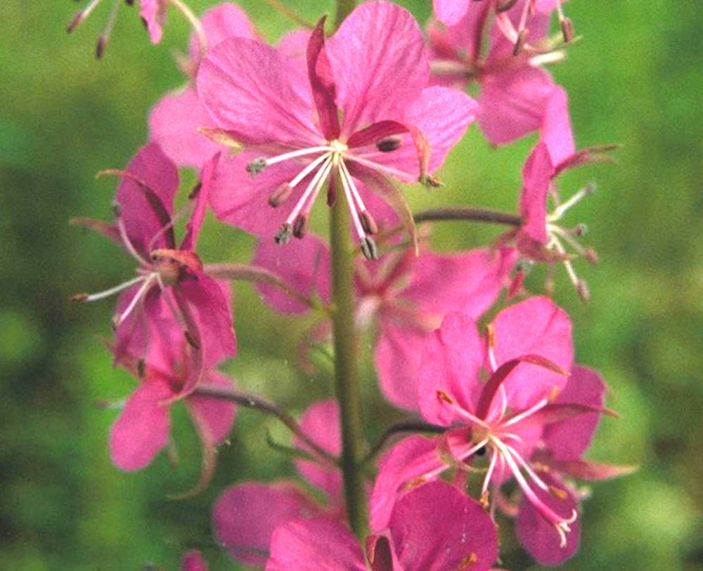 willowherb-photo__88605.1366103657.1280.1280.jpg