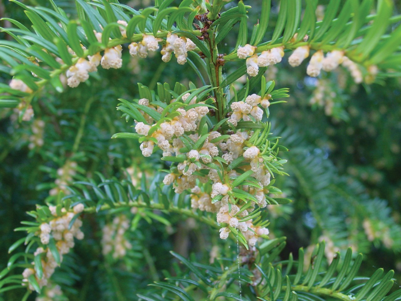 ancient-yew-photo__.jpg