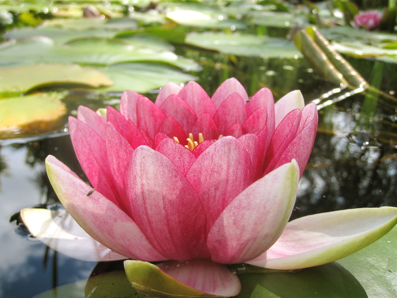 rosewaterlily_close__89494.1375711812.1280.1280.jpg