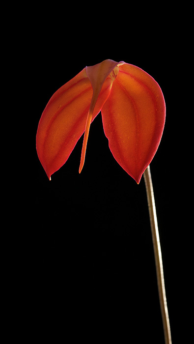 fireoflife1-700.jpg