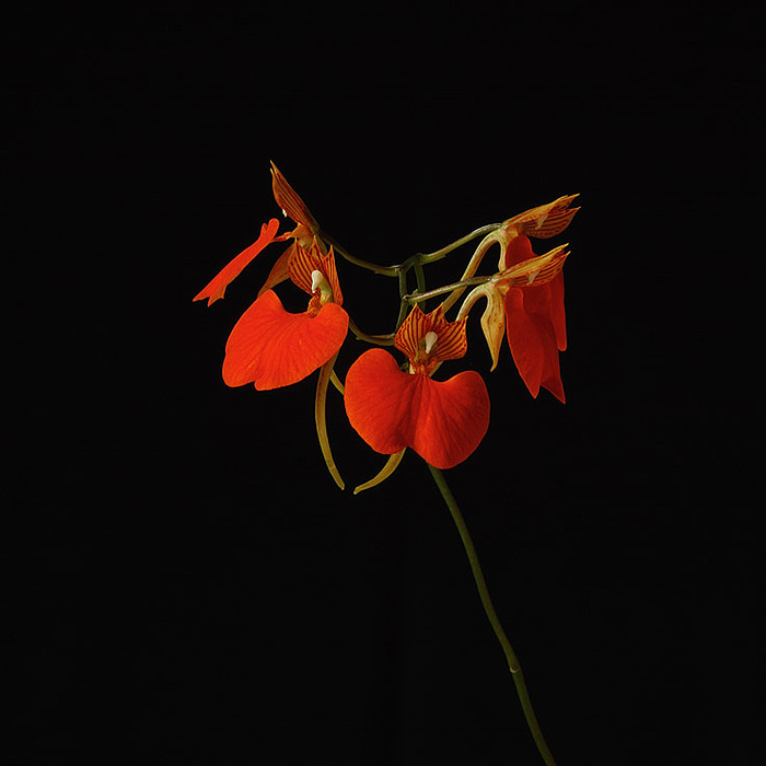 devata700.jpg