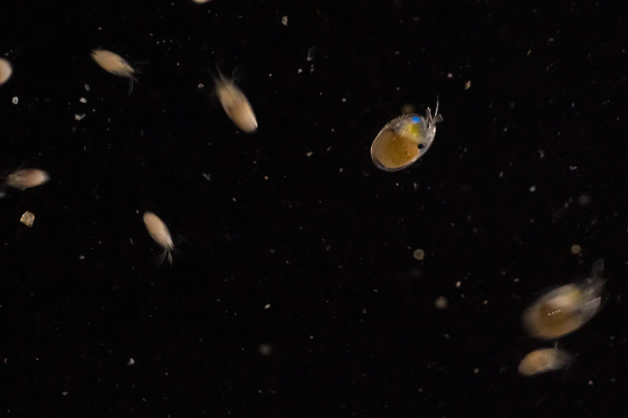 The moment the substrate luciferin is oxidized and light breaks forth.