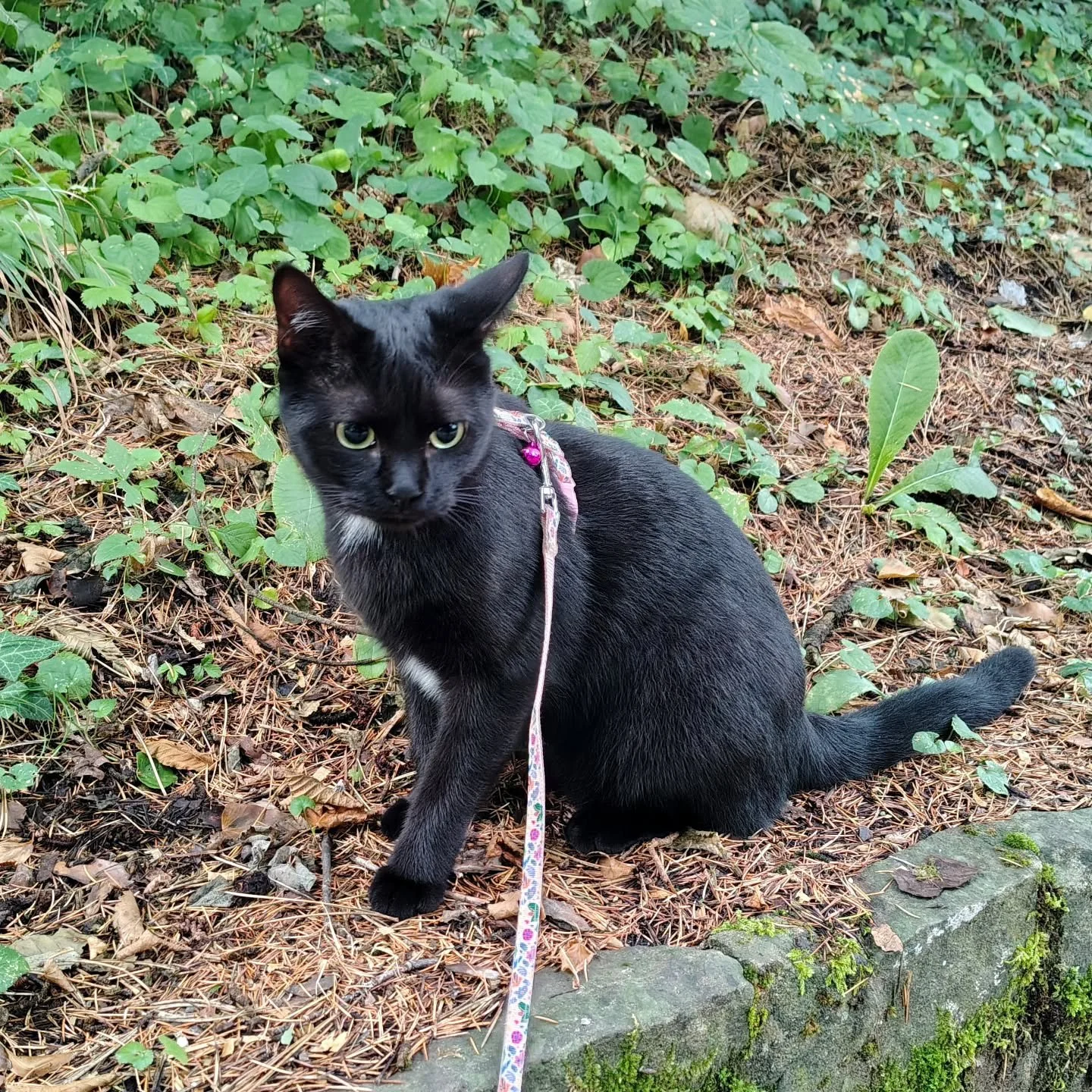 Let's lift up the mood a little, after yesterday's post and the backlash that came with it.
Please enjoy Mia spotted while exploring out in the wild 😜 
Putting her on a harness was a little of a social experiment lol!
She is a very active kitty, a b