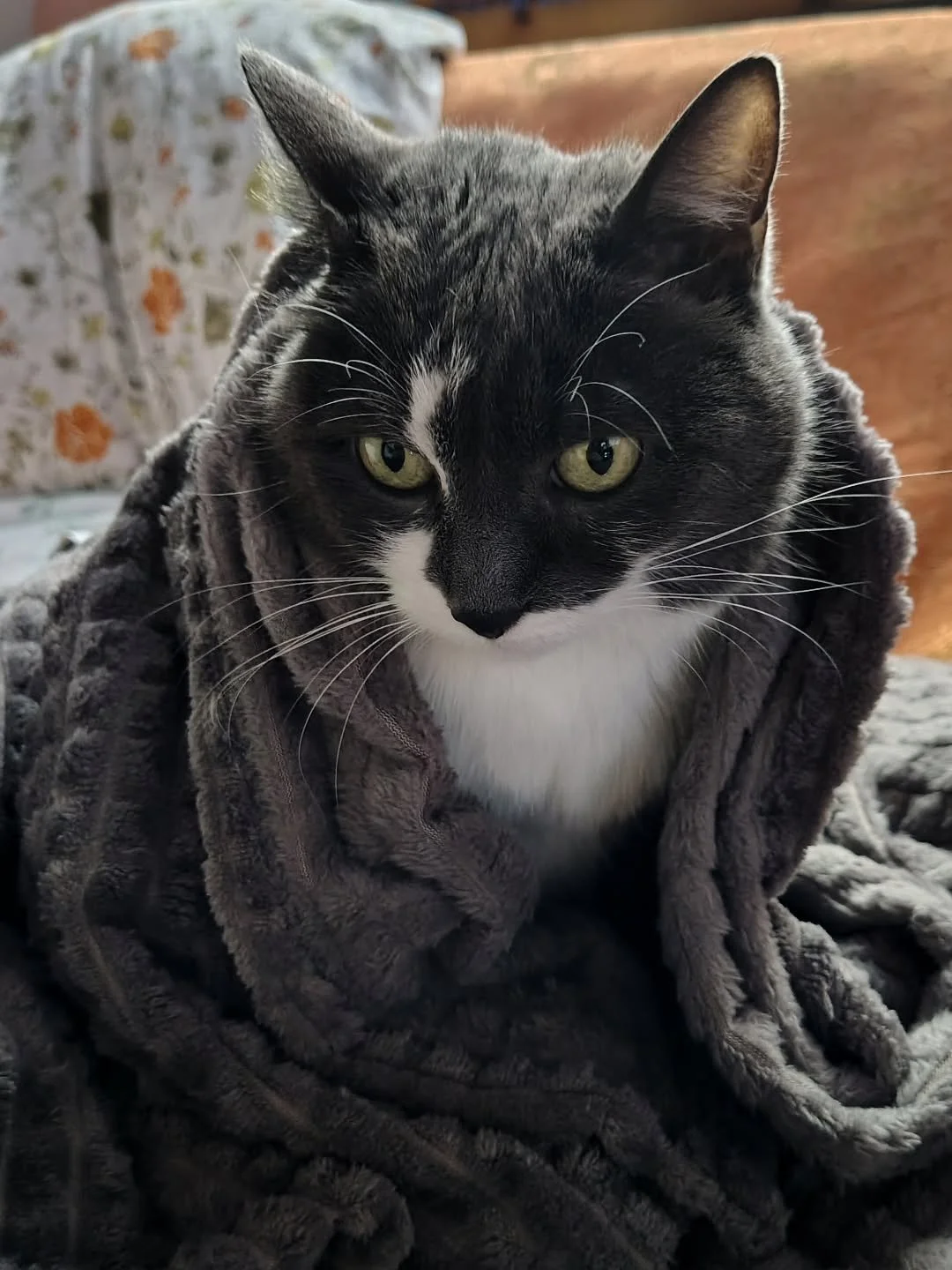 A little bit of Nina for your doom scrolling.
Meow!