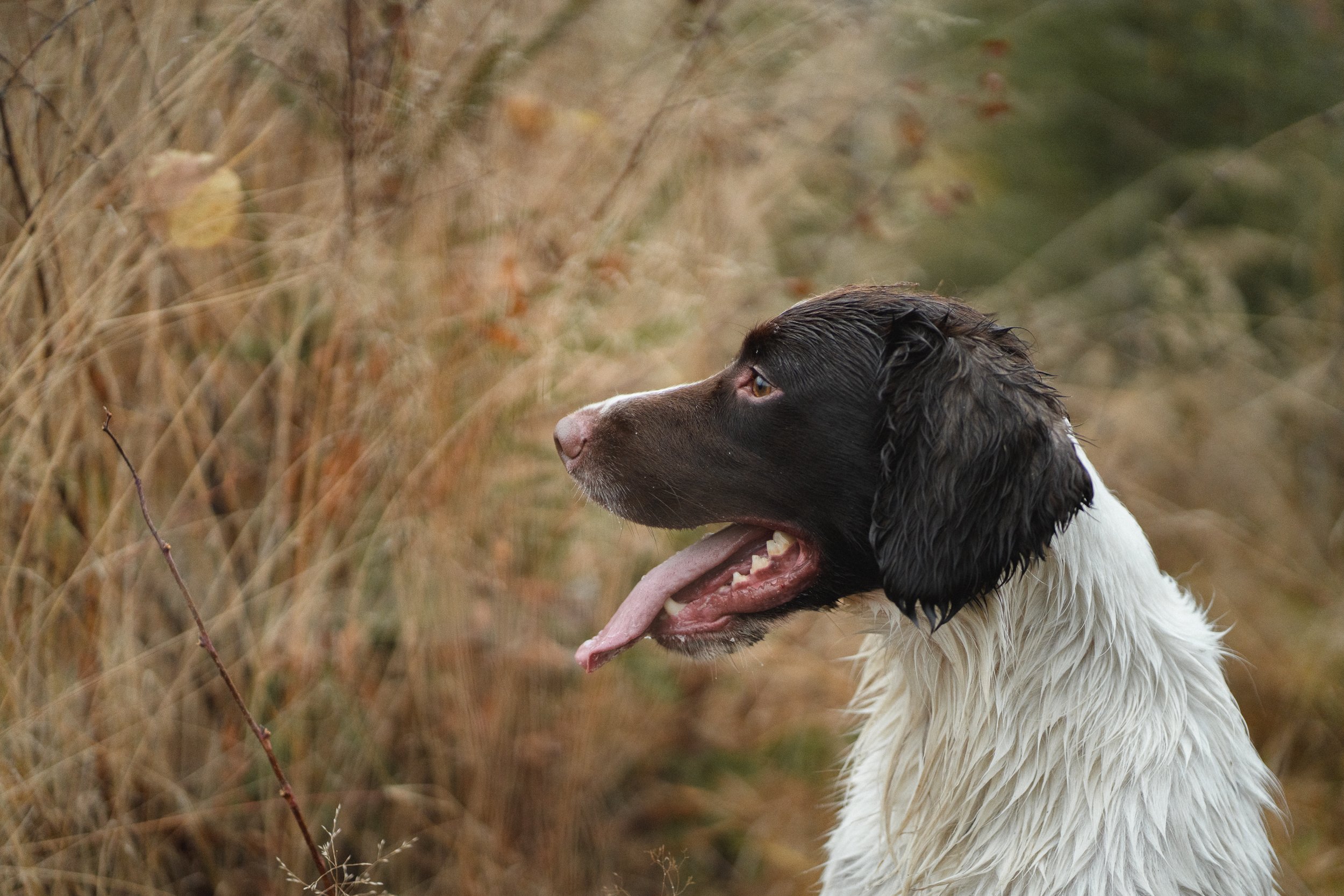 Metsästysspanielit_Ry-02109.jpg