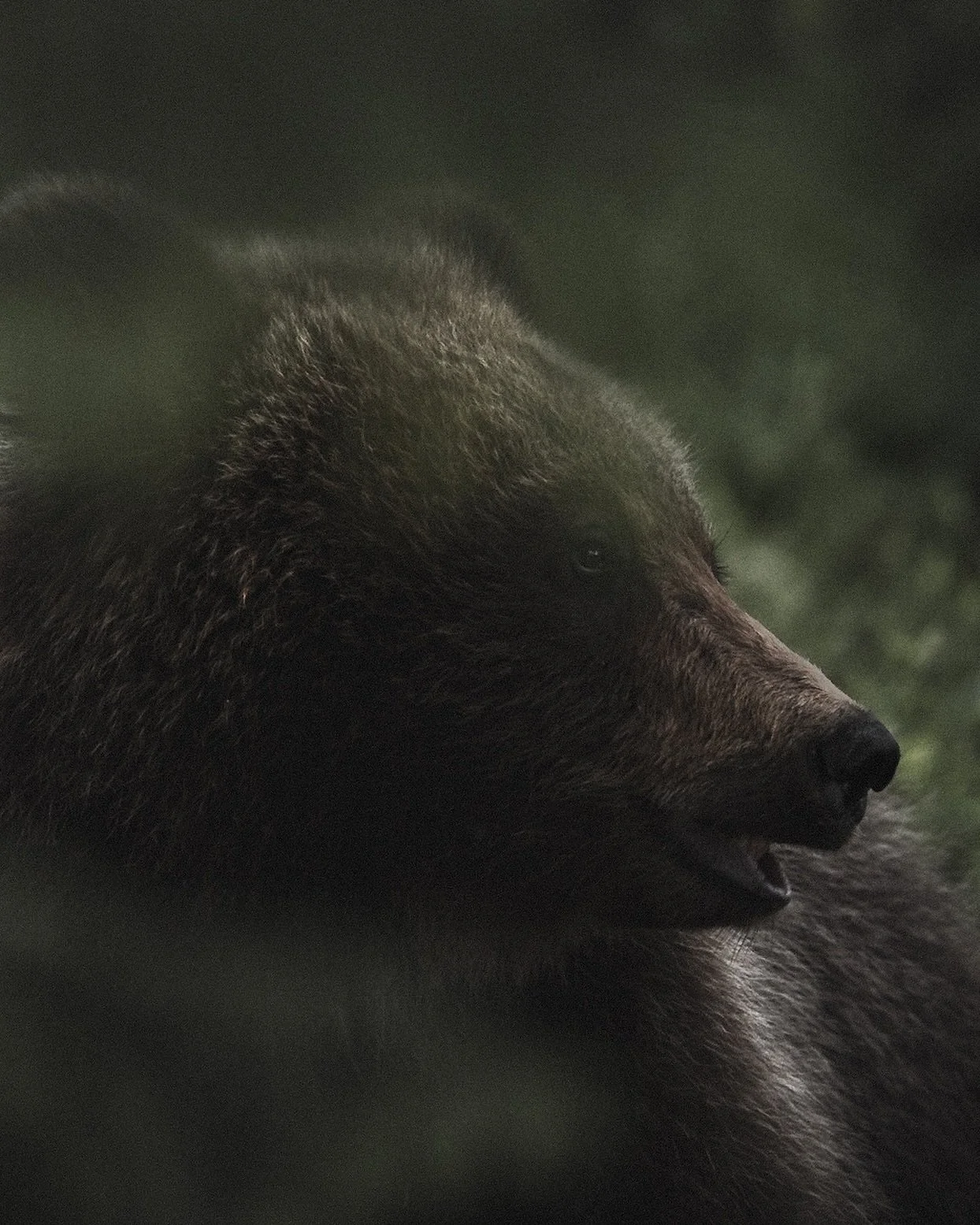 one with the wilderness. 

.
.
.

#karhu #karhukuvaus #suomenluonto #luontokuvaaja #suomiretki #havaintokirja #valokuvaajaturku #wildanimals #bearphotography #wildbear #wildlifephotography #natgeowildlife #outdoorphotography