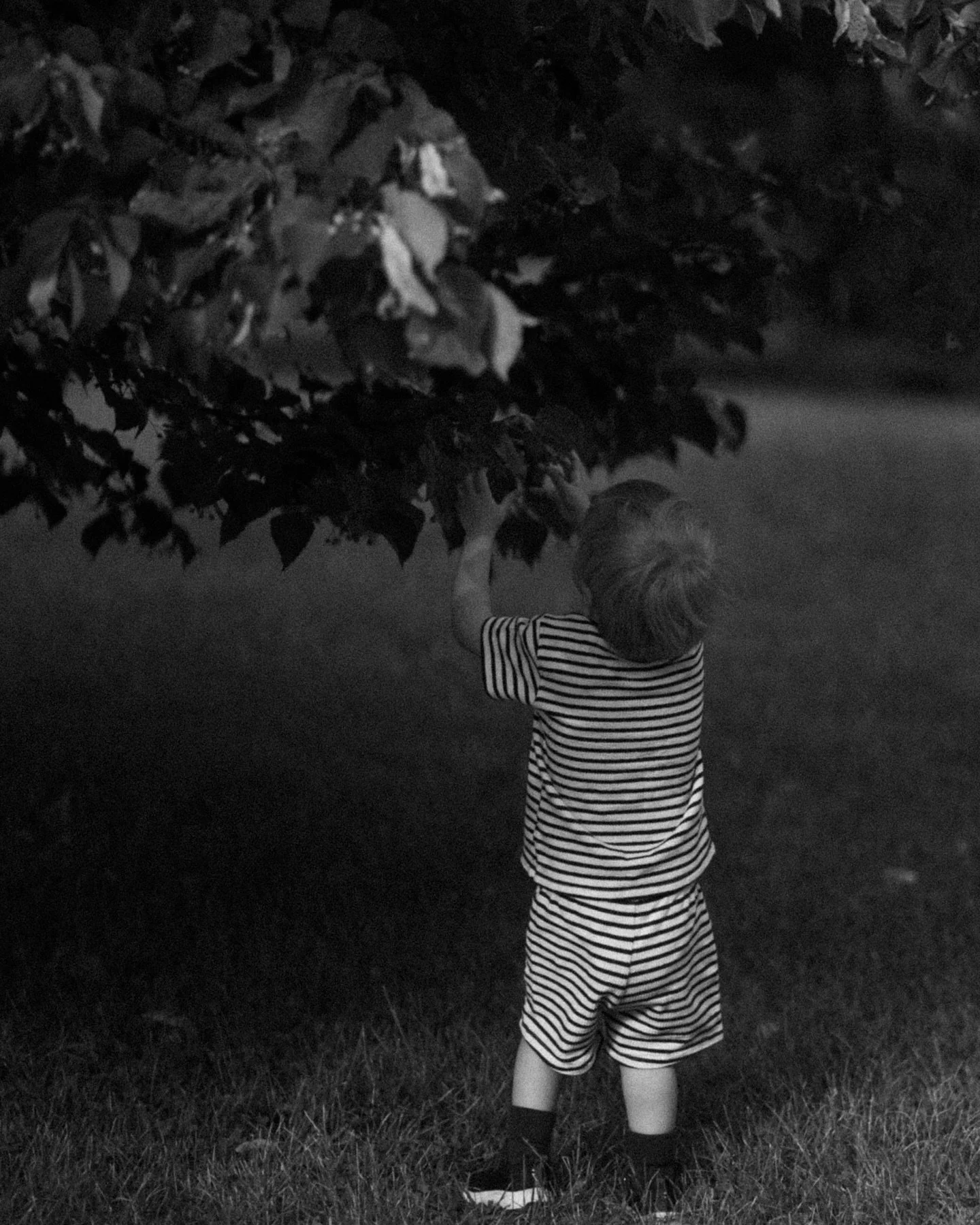 every branch holds
a new wonder. ♡

.
.
.
#perhekuvaus #perhekuvaaja #lapsikuvaus #lapsikuvaaja #valkovaajaturku #dokumentaarinenvalokuvaus #sonyportraits #blackandwhite #childphotography
