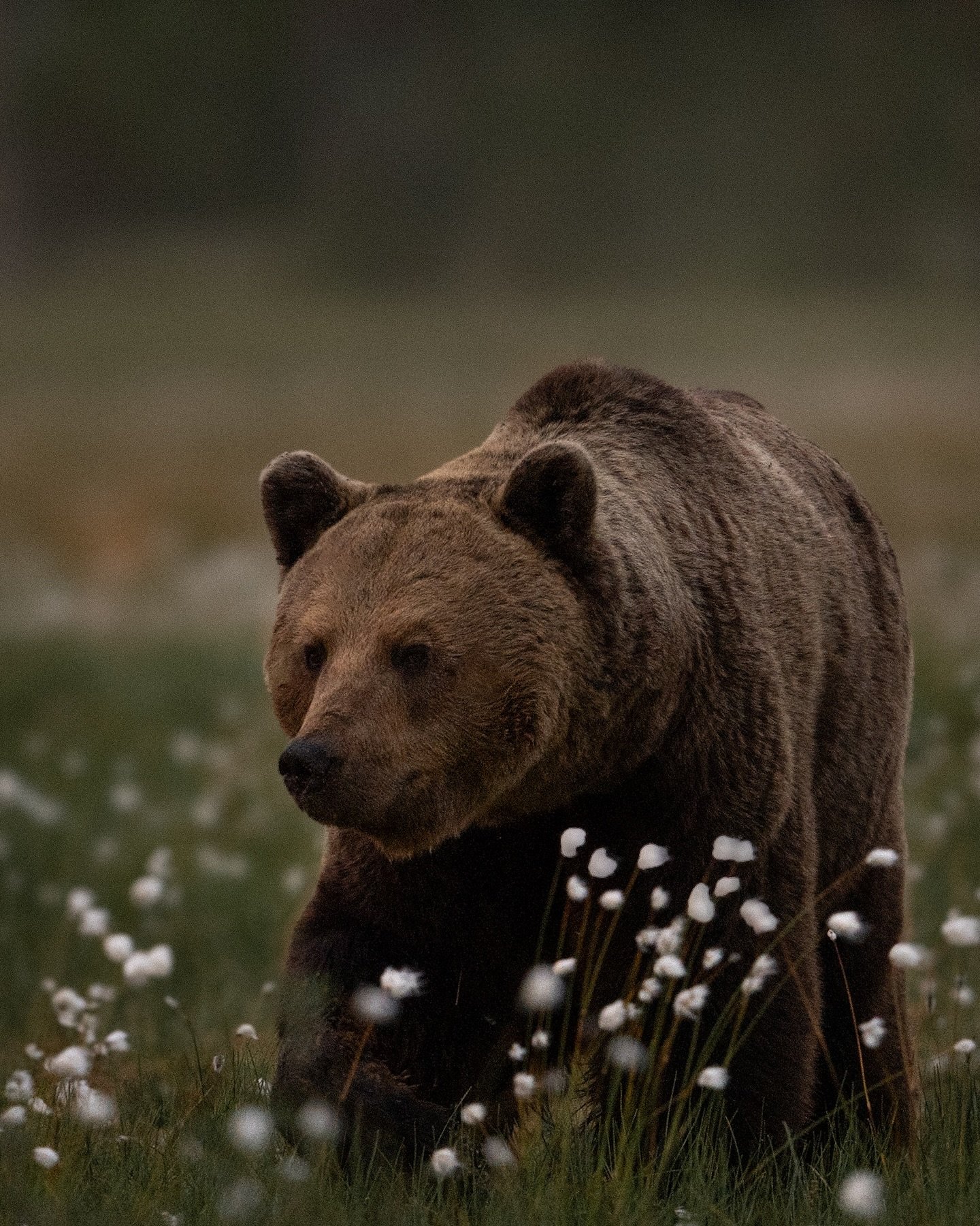 silent beauty of
a summer night.
.
.
.
#karhukuvaus #suomenluonto #havaintokirja #discoverfinland #visitfinland #bear #wildanimals #natgeowild #wildlifephotography #sonycamera