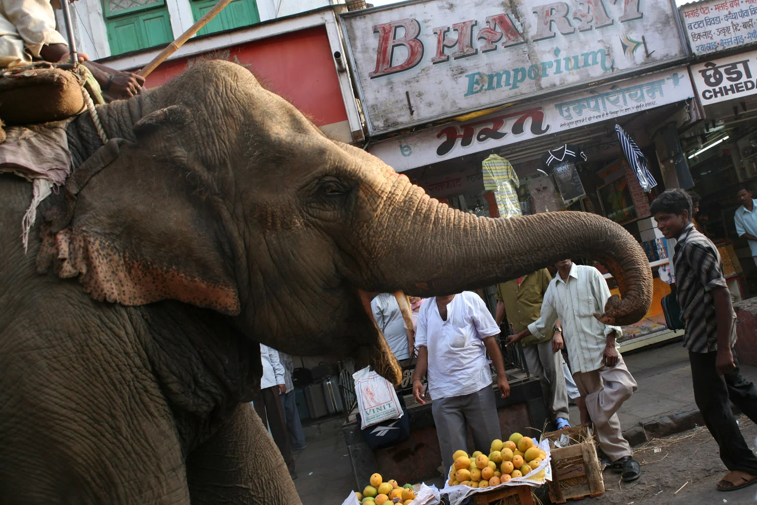 01-2019-India-Plates-15.jpg