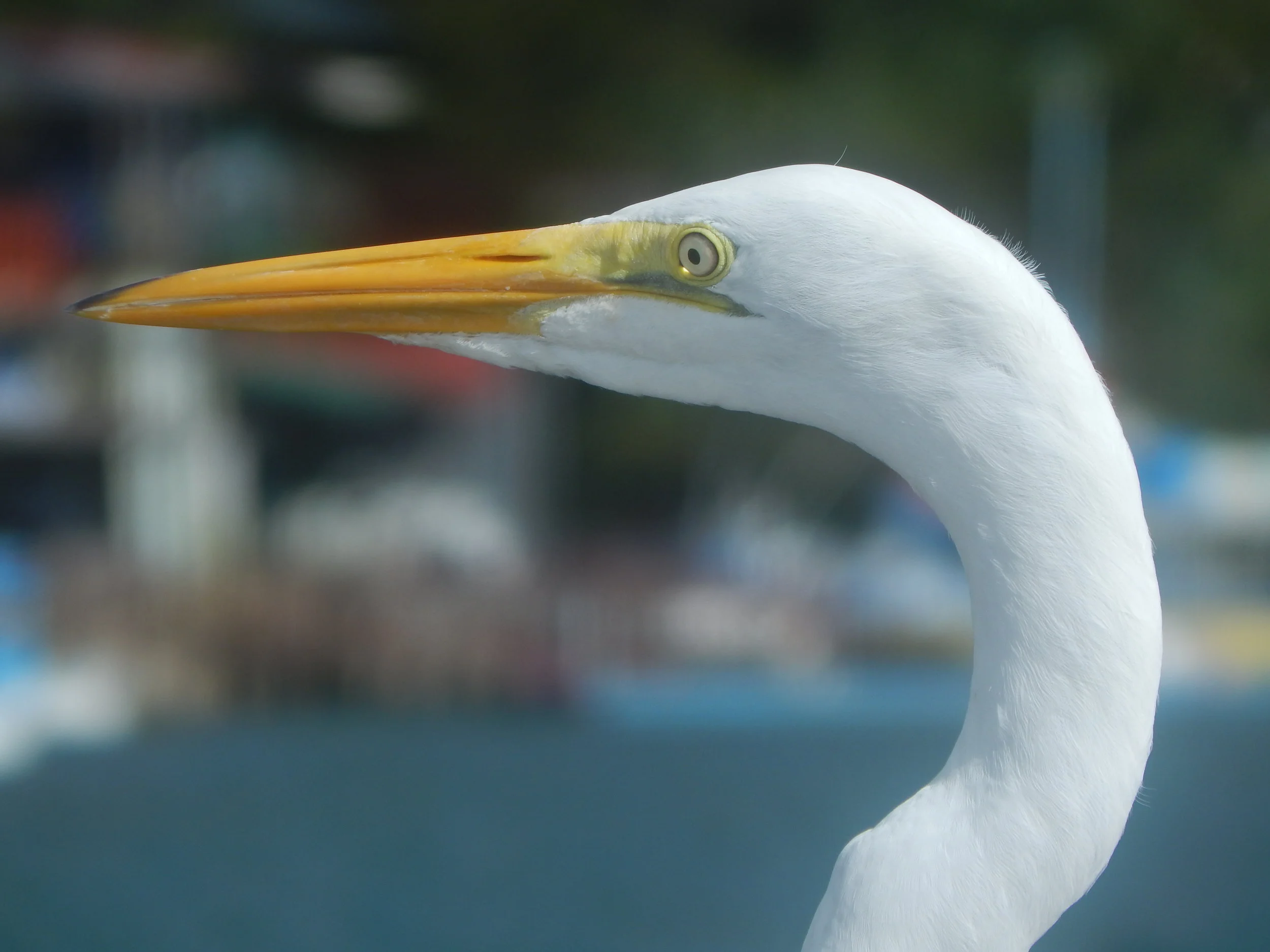 Great Egret at Golfito Harbour