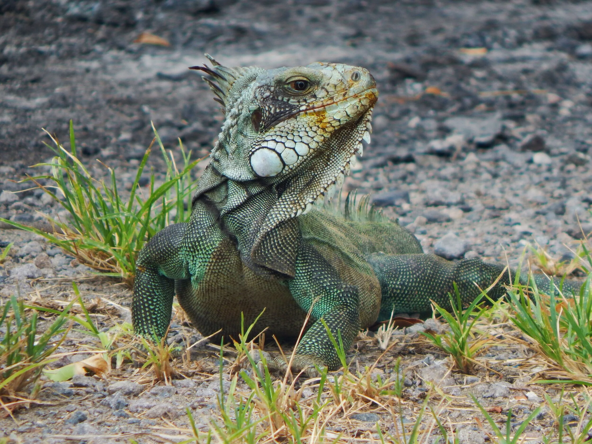 Green Iguana