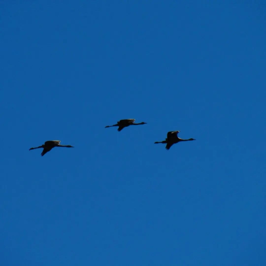 Days 5&amp;6 of the Camino del Cid - Gallocanta! An 'ornithological paradise' they say, which seems pretty spot on. This gigantic lagoon is most famous for hosting 200,000-odd cranes in the winter - I'd been told they'd all headed off to Sweden, but 