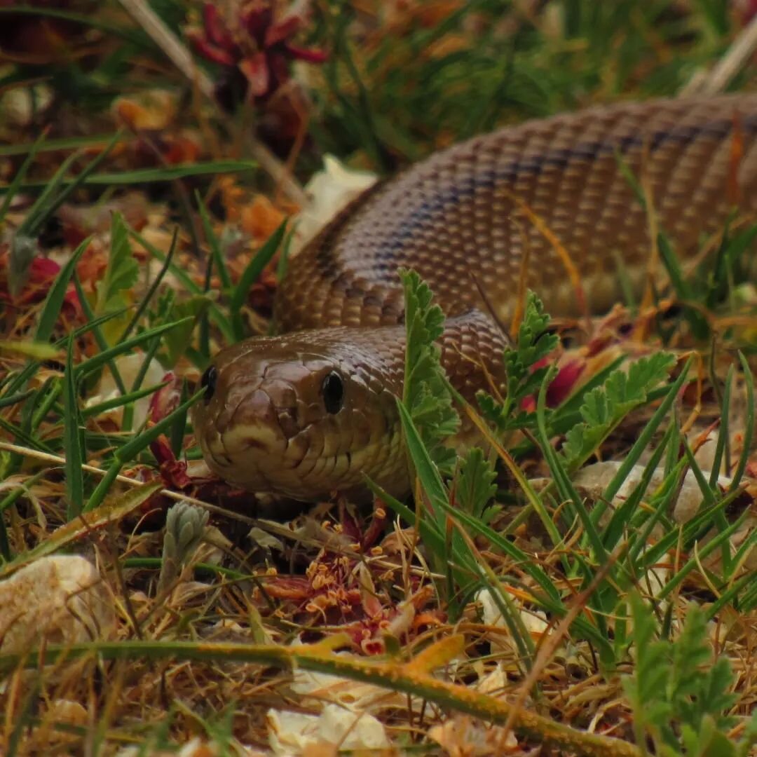 Days 6-8 of the Camino del Cid! Gallocanta - Calamocha - Monreal del Campo - El Pobo de Due&ntilde;as

Today I saw (/almost stepped on) a couple of lovely ladder snakes chilling on the sunny path. The flowers, meanwhile, were home to charming bumbleb