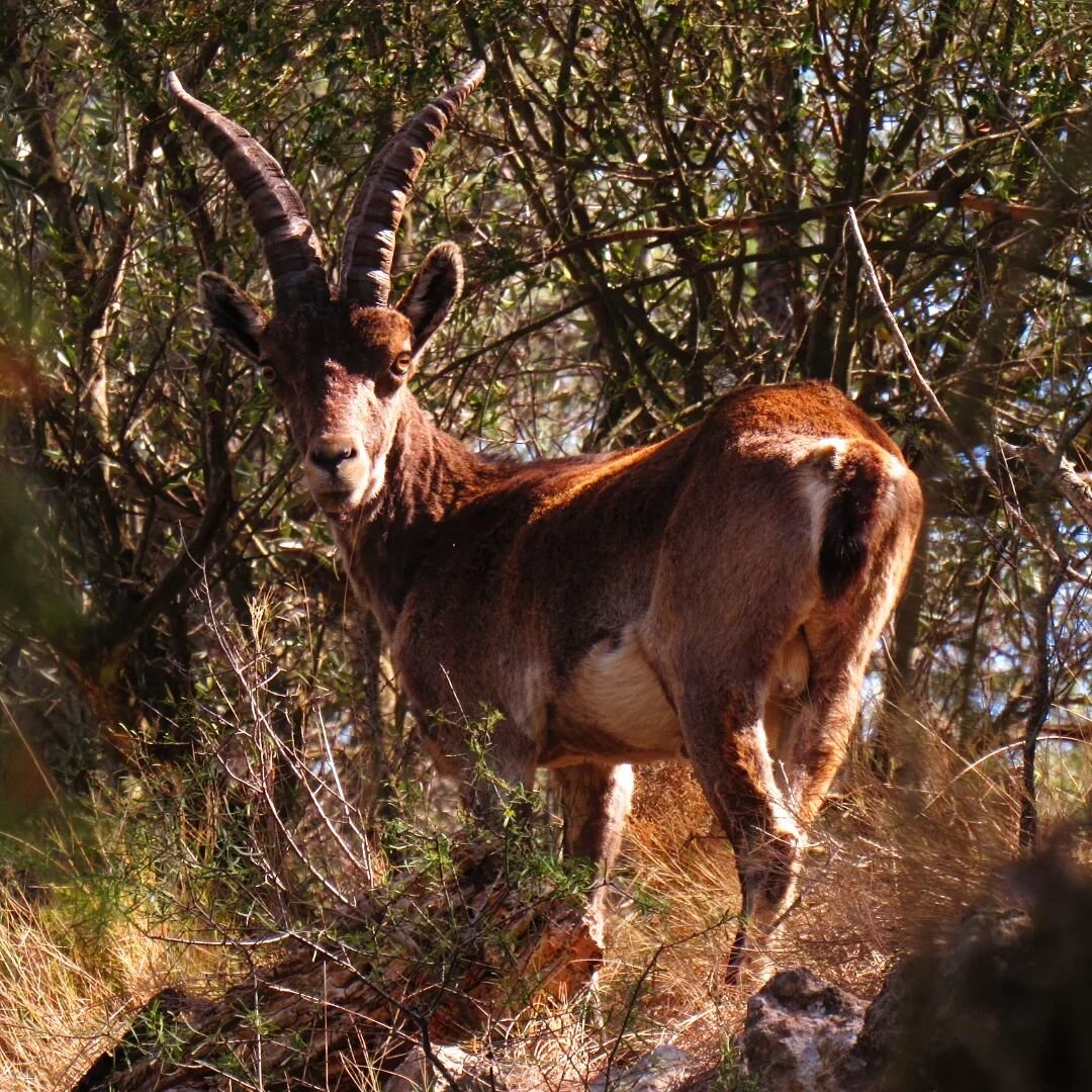 Days 21-23 of the Camino del Cid: Olba - Puebla de Arenoso - Montanejos

Days of spectacular views and soaring temperatures. Countless experiences of arriving breathless at some viewpoint and having my breath taken even further by the stunning scener