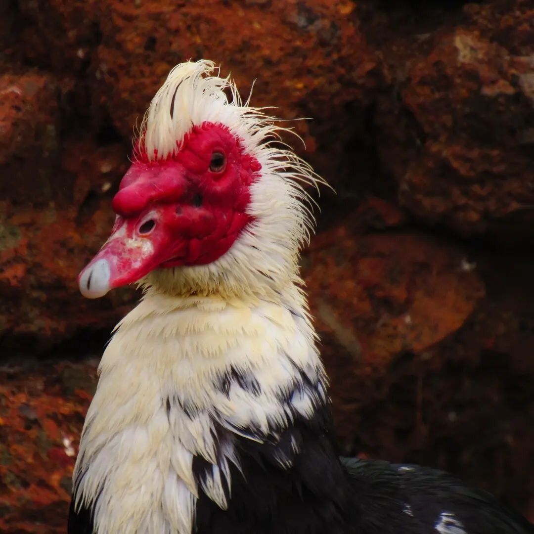 Days 24-26 of the Camino del Cid! M&aacute;s de Noguera - Altura - Sot de Ferrer

The highlight of this stage was a stay at a cooperative farm, which was a buzzing hive of activity and enthusiasm. They have thousands of students pass through their ba