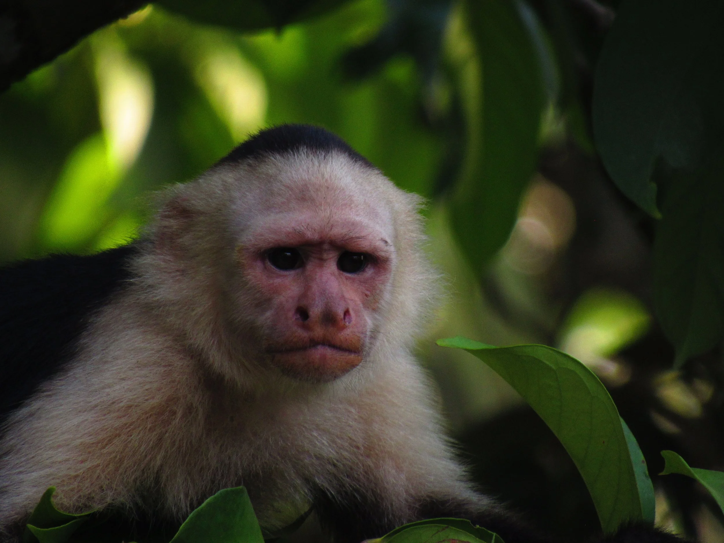 White-faced Capuchin