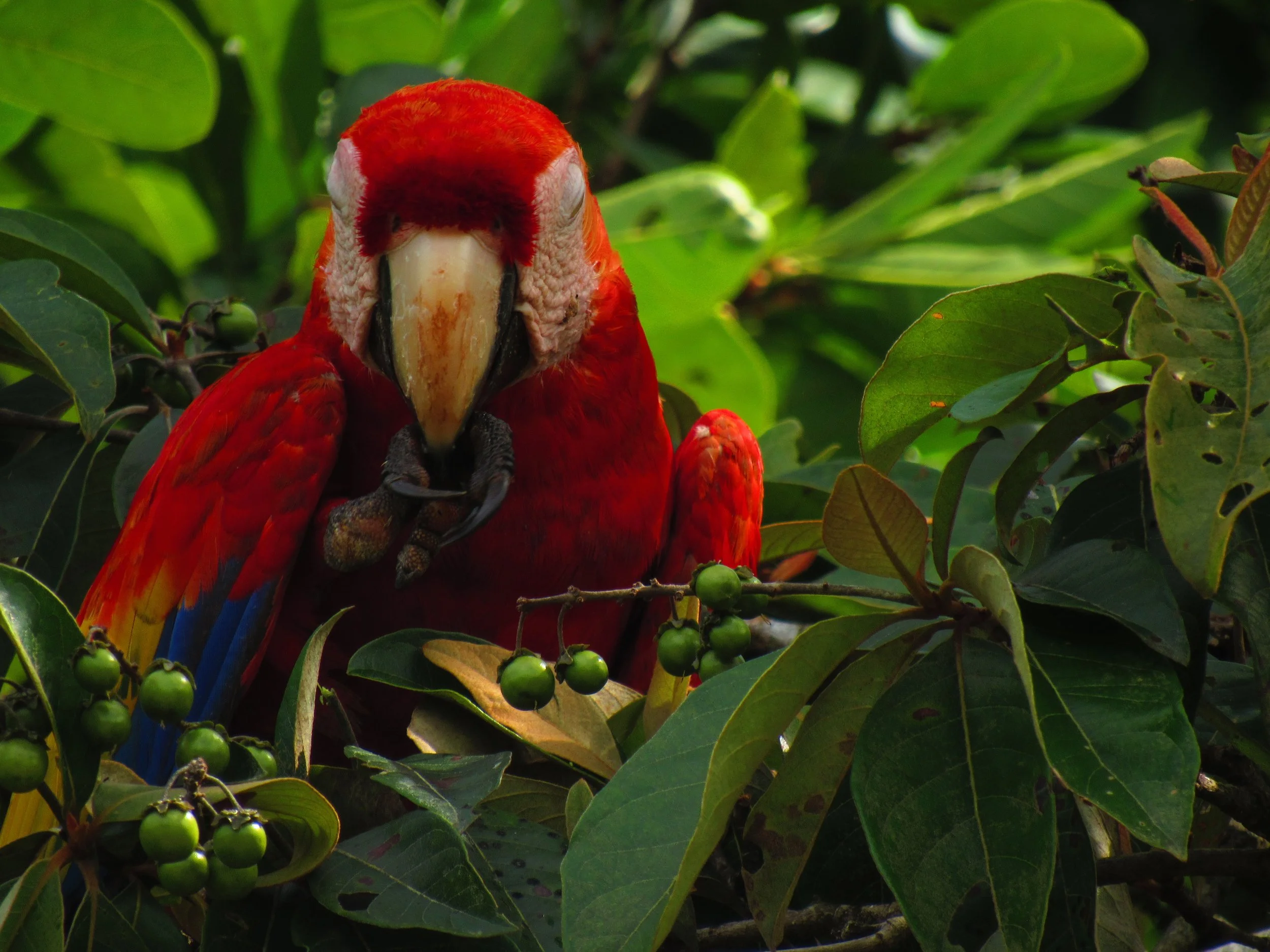 Scarlet macaw