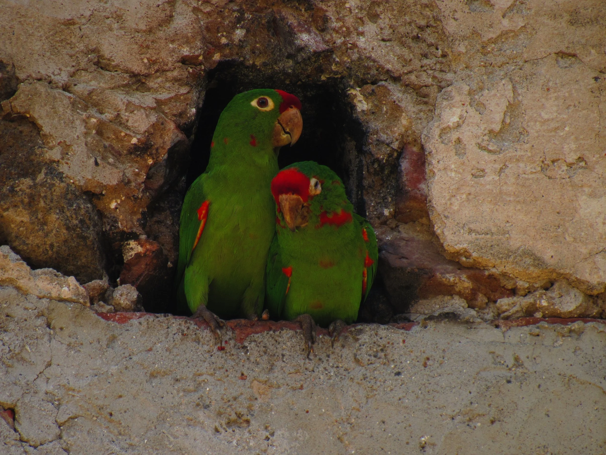 Crimson-fronted Parakeets