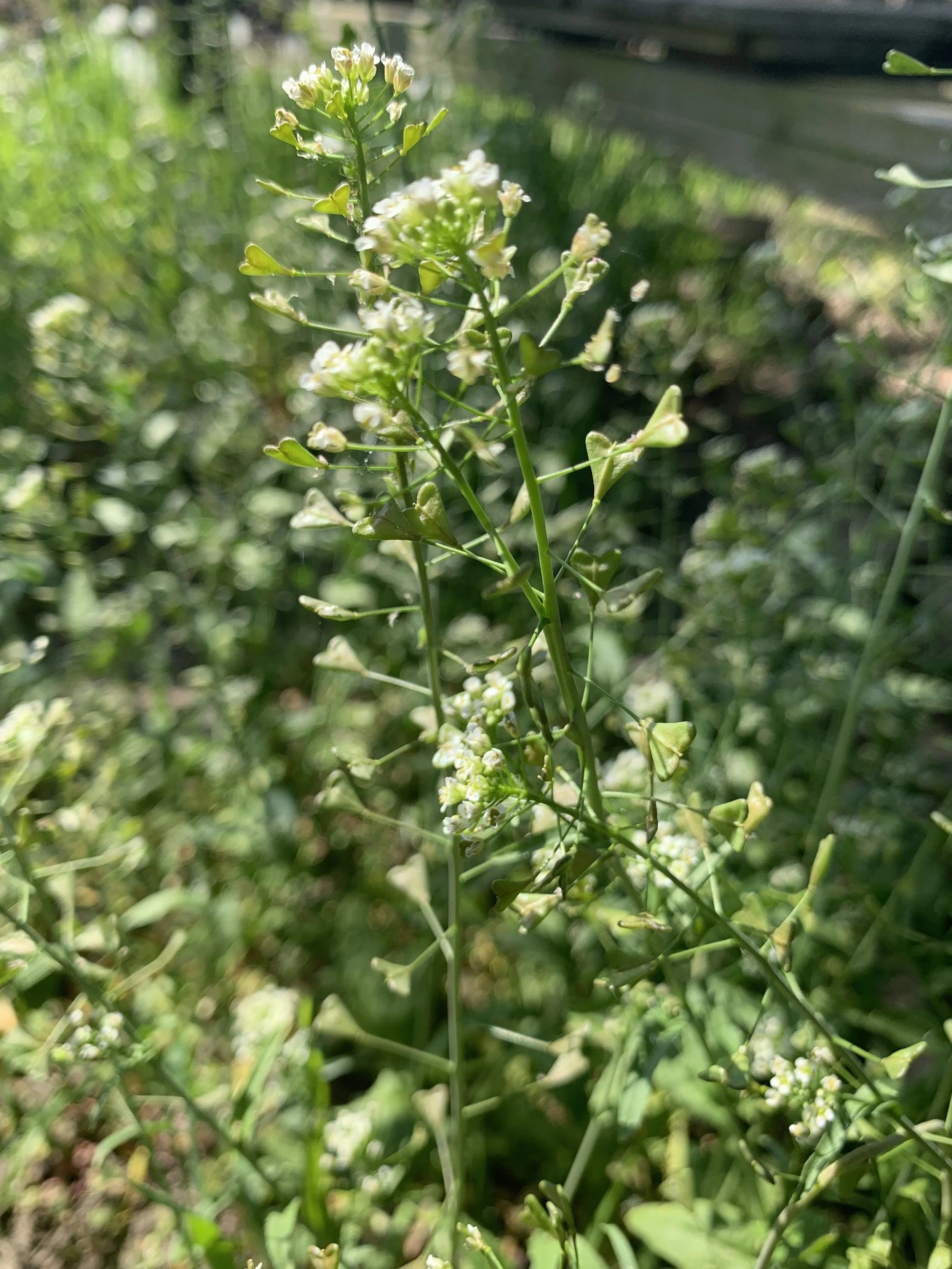 Herderstasje Capsella Bursa Pastoris L Kruidenkast