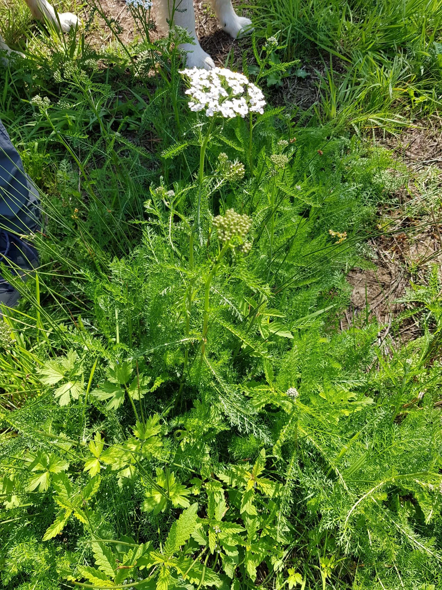 Duizendblad Achillea Millefolium L Kruidenkast