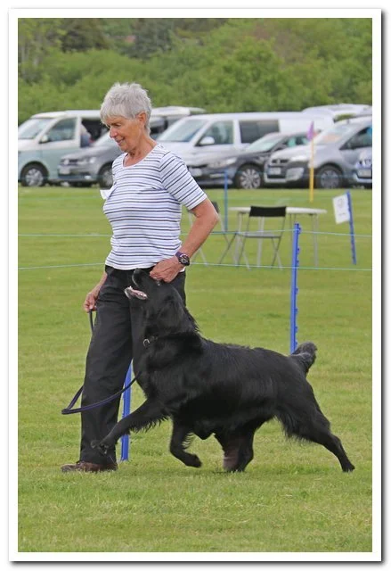 Show Dog Training Academy Conformation Dog Training Near Me Clearance