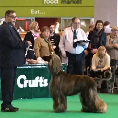 Adrienne Thomas & Kensy Wright Afghan Hound Lucious